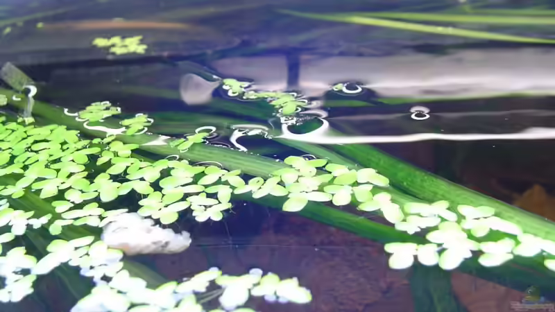 Pflanzen im Aquarium Red Stones von Die Juli (20)