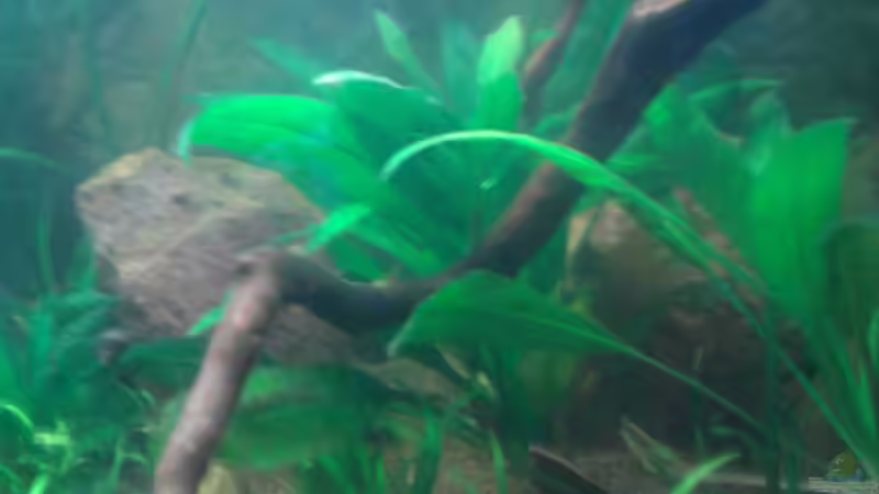 Pflanzen im Aquarium Red Stones von Die Juli (23)