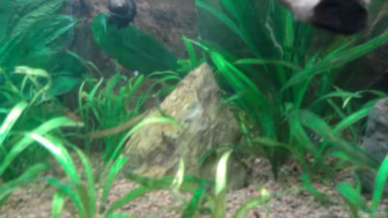 Pflanzen im Aquarium Red Stones von Die Juli (25)