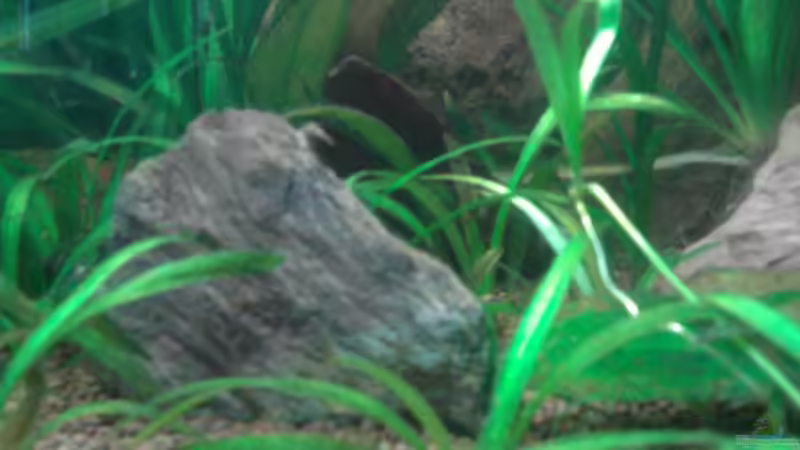 Pflanzen im Aquarium Red Stones von Die Juli (26)