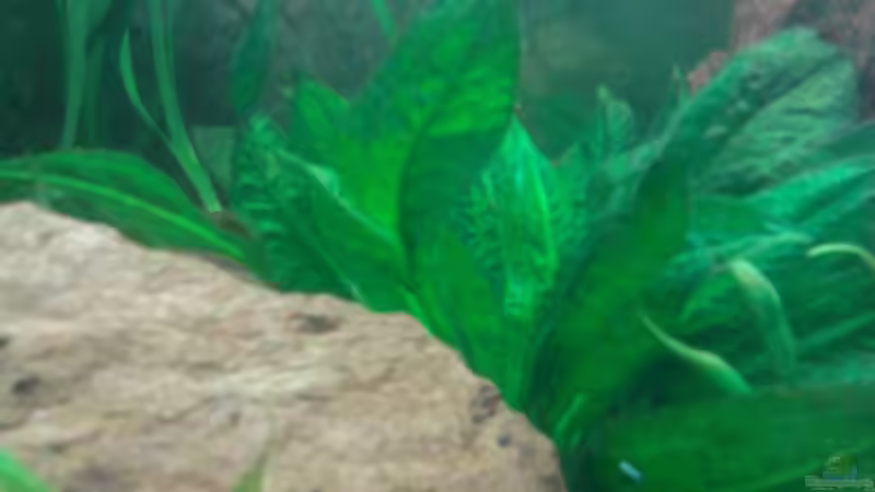 Pflanzen im Aquarium Red Stones von Die Juli (27)