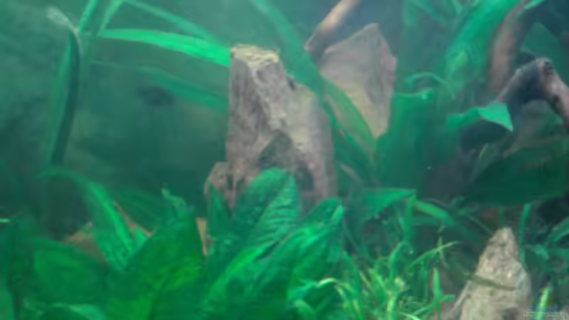 Pflanzen im Aquarium Red Stones von Die Juli (28)