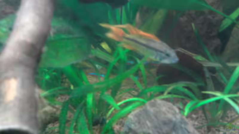 Pflanzen im Aquarium Red Stones von Die Juli (30)