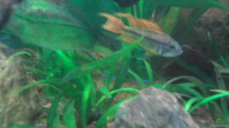 Pflanzen im Aquarium Red Stones von Die Juli (31)