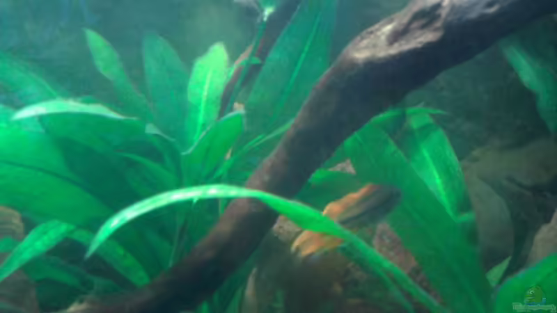 Pflanzen im Aquarium Red Stones von Die Juli (32)