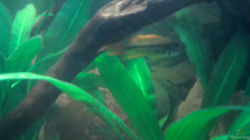 Pflanzen im Aquarium Red Stones von Die Juli (33)