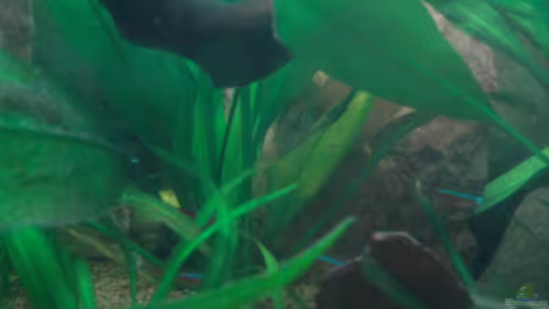 Pflanzen im Aquarium Red Stones von Die Juli (34)