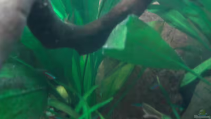 Pflanzen im Aquarium Red Stones von Die Juli (35)