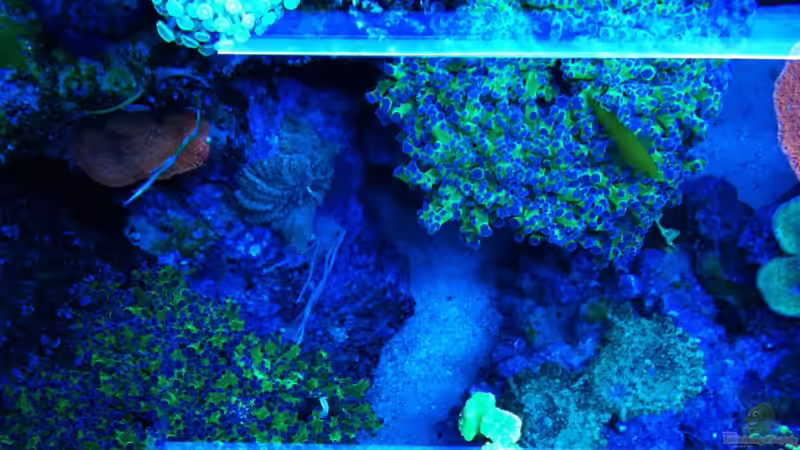 Pflanzen im Aquarium RedSeaReef von .uschi (3)