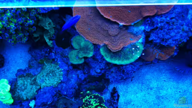 Pflanzen im Aquarium RedSeaReef von .uschi (4)