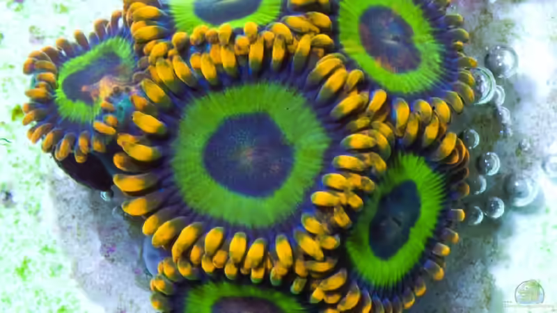 Pflanzen im Aquarium RedSeaReef von .uschi (8)