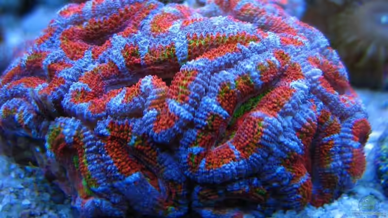 Pflanzen im Aquarium RedSeaReef von .uschi (9)