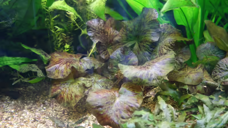 Pflanzen im Aquarium Regenbogenfische von Christian S. (7)