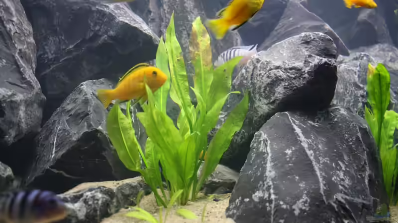 Pflanzen im Aquarium Republik Klein-Malawien, Mbuna-Gebiet von JörgsMalawis (19)