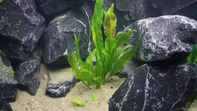 Pflanzen im Aquarium Republik Klein-Malawien, Mbuna-Gebiet von JörgsMalawis (20)