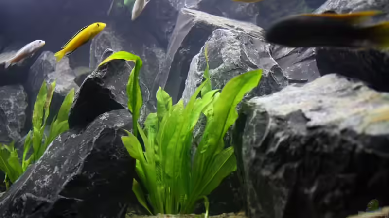 Pflanzen im Aquarium Republik Klein-Malawien, Mbuna-Gebiet von JörgsMalawis (21)