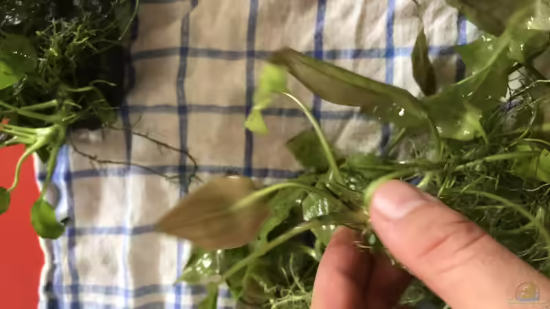 Pflanzen im Aquarium Restebecken von Günnis Medaka Refugium (10)