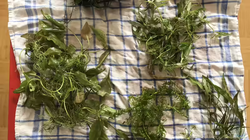 Pflanzen im Aquarium Restebecken von Günnis Medaka Refugium (9)