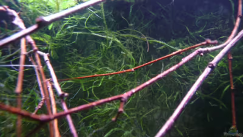 Pflanzen im Aquarium RF von Cichlid Power (5)