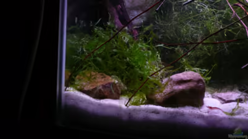 Pflanzen im Aquarium RF von Cichlid Power (6)