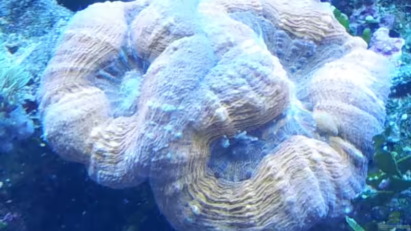 Pflanzen im Aquarium Riff im Wohnzimmer von ollil81 (17)