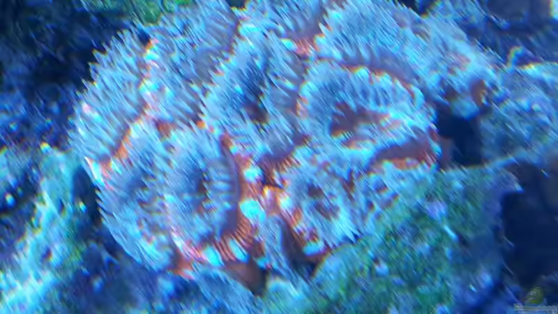 Pflanzen im Aquarium Riff im Wohnzimmer von ollil81 (18)