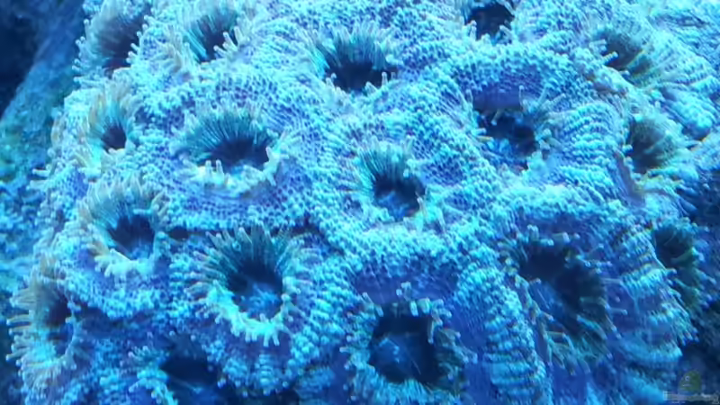 Pflanzen im Aquarium Riff im Wohnzimmer von ollil81 (20)