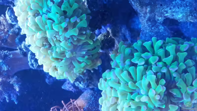 Pflanzen im Aquarium Riff im Wohnzimmer von ollil81 (21)