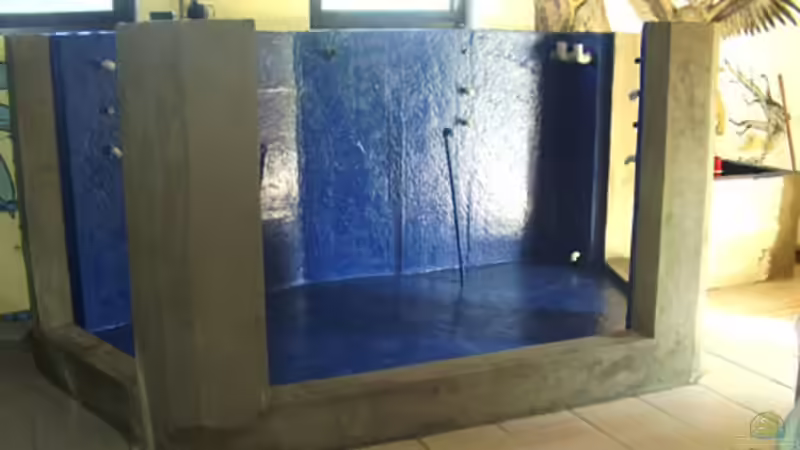 Pflanzen im Aquarium Riff XXL von Kerstin Aßlaber (20)