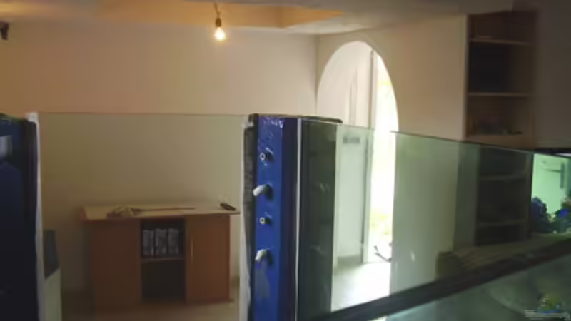 Pflanzen im Aquarium Riff XXL von Kerstin Aßlaber (24)