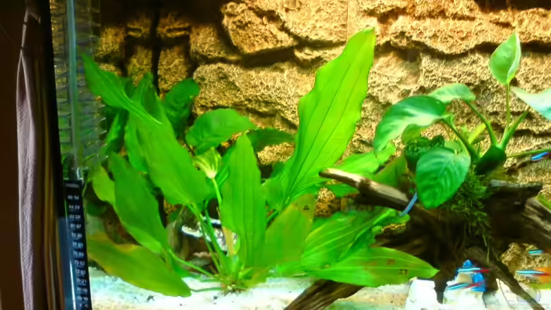 Pflanzen im Aquarium rio 125 von Patrick Koch (5)