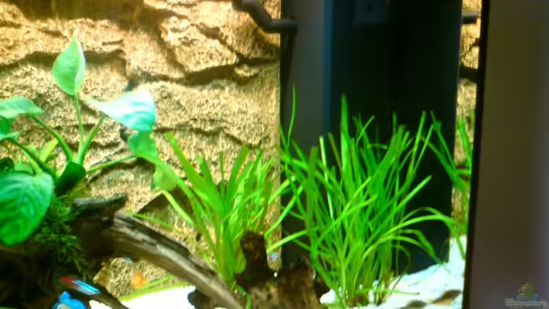 Pflanzen im Aquarium rio 125 von Patrick Koch (6)