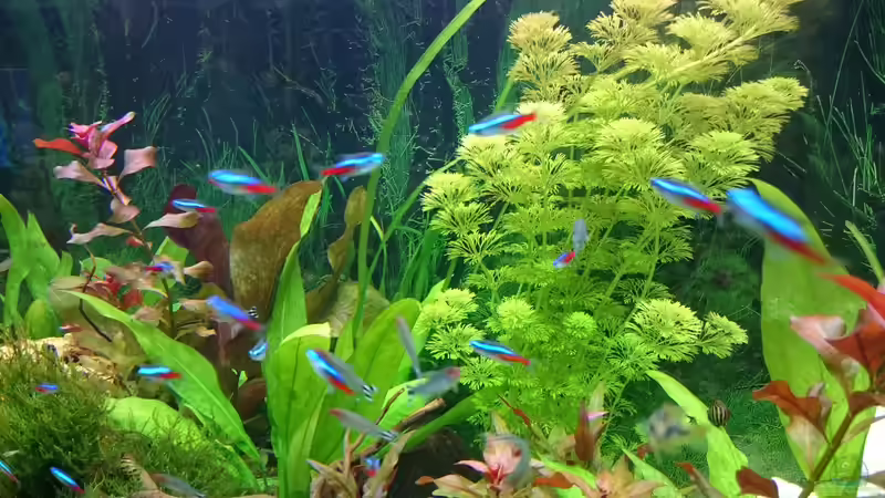 Pflanzen im Aquarium Rio 300 von Pfaelzer (4)