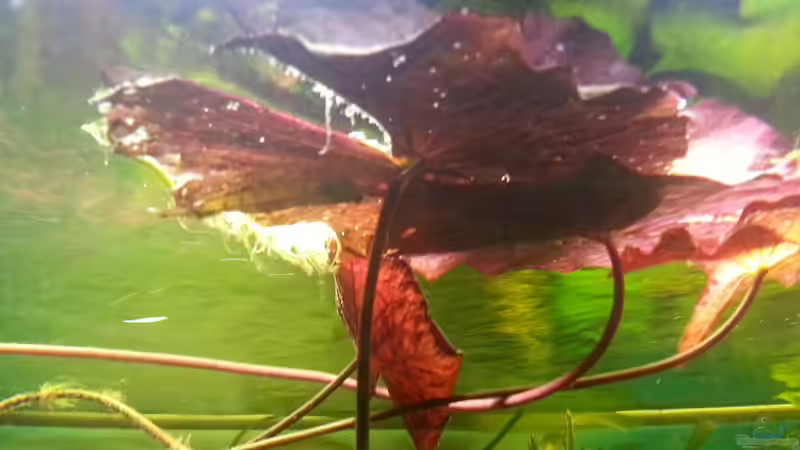 Pflanzen im Aquarium Rio 400 (existiert nicht mehr) von Zohan (10)