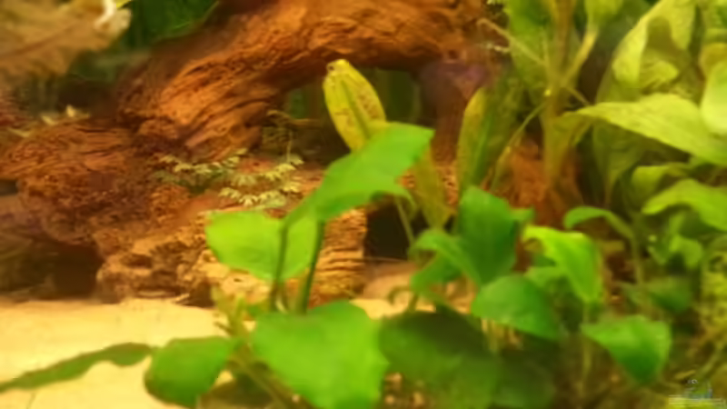 Pflanzen im Aquarium Rio 400 (existiert nicht mehr) von Zohan (11)
