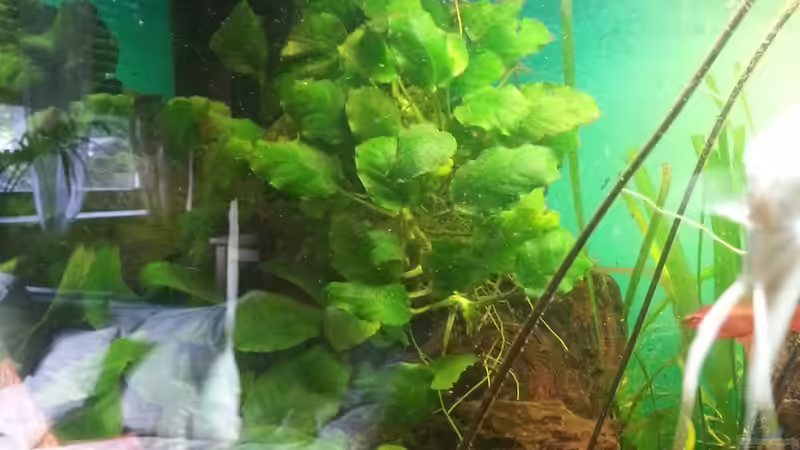 Pflanzen im Aquarium Rio 400 (existiert nicht mehr) von Zohan (12)