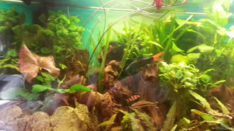 Pflanzen im Aquarium Rio 400 (existiert nicht mehr) von Zohan (6)