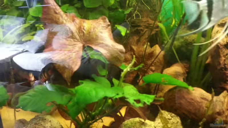 Pflanzen im Aquarium Rio 400 (existiert nicht mehr) von Zohan (8)