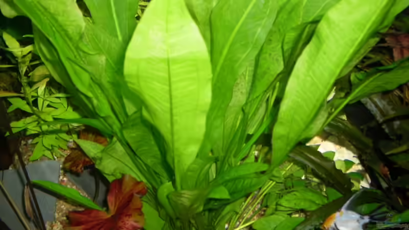 Pflanzen im Aquarium Rio 400 von AQ Nano (7)