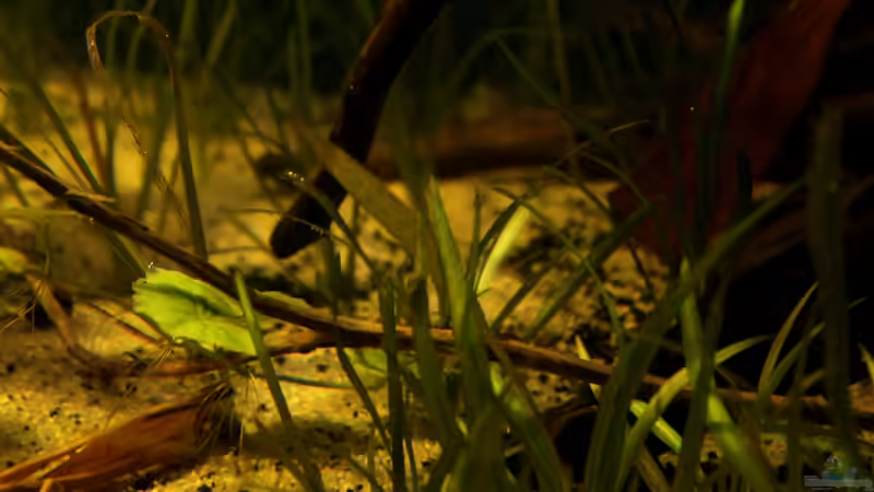 Pflanzen im Aquarium Rio Formoso von die Perle... (20)