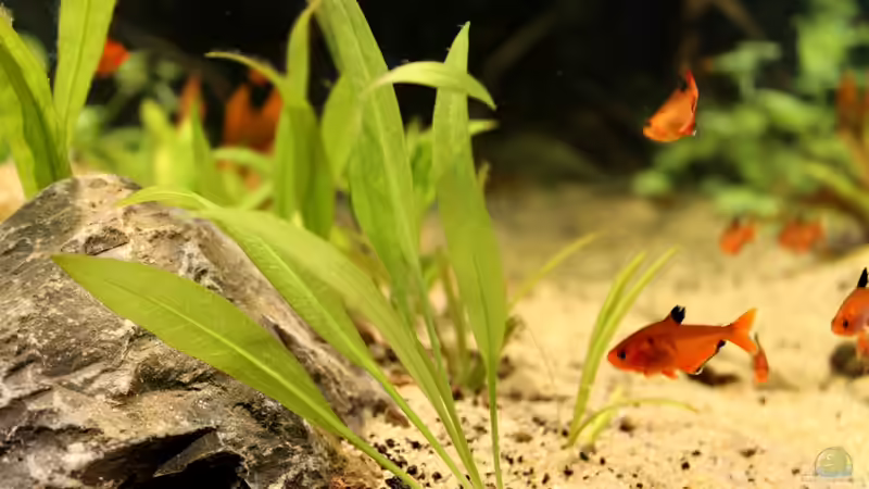 Pflanzen im Aquarium Rio Formoso von die Perle... (31)