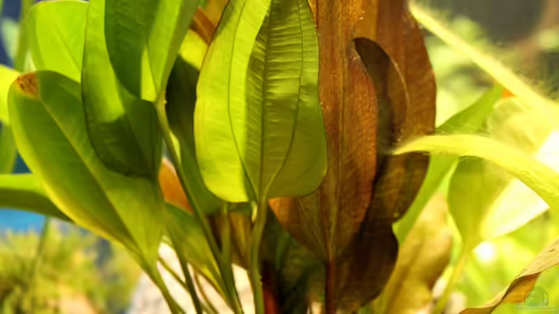 Pflanzen im Aquarium Rio Formoso von die Perle... (33)