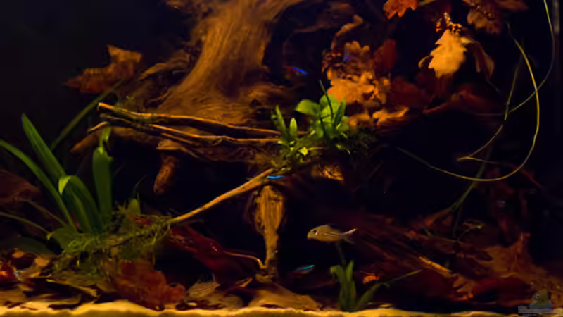 Pflanzen im Aquarium Rio Negro Motto Becken Nur noch als Bsp. von Benjamin Hamann (9)