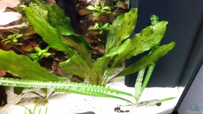 Pflanzen im Aquarium Rio Novo von Oliver Wolf (10)