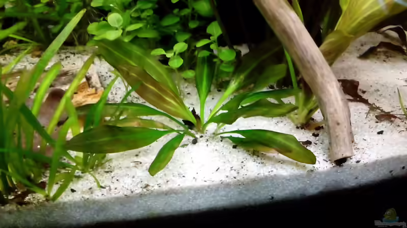 Pflanzen im Aquarium Rio Novo von Oliver Wolf (11)