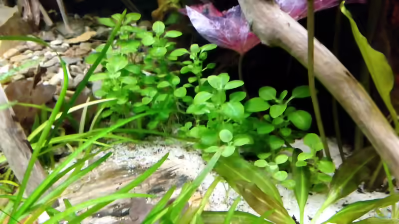 Pflanzen im Aquarium Rio Novo von Oliver Wolf (12)