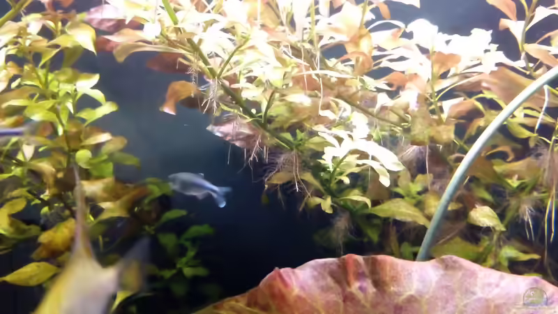 Pflanzen im Aquarium Rio Novo von Oliver Wolf (13)