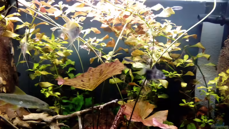 Pflanzen im Aquarium Rio Novo von Oliver Wolf (7)