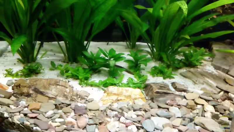 Pflanzen im Aquarium Rio Novo von Oliver Wolf (9)