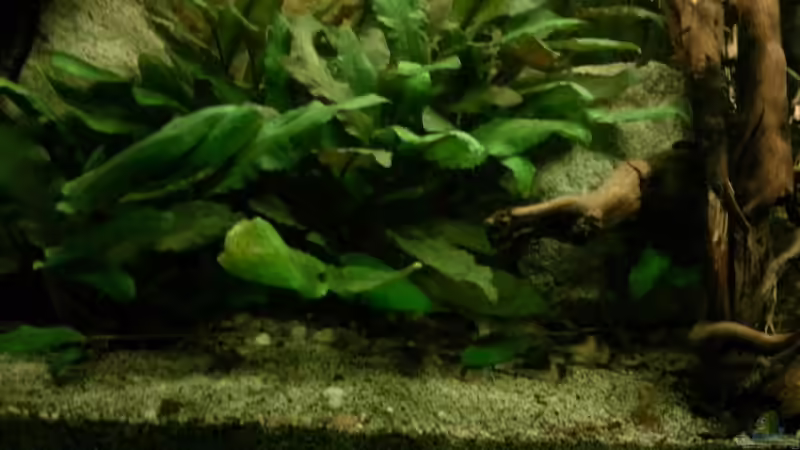 Pflanzen im Aquarium Riverside of Rio Negro von Julien Preuß (4)